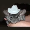 All Critters Great and Small