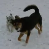 Clark's Canine Camp