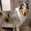 Heavenly Angels Pet Grooming