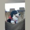We Let the Dogs Out