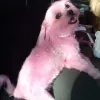 Paw Envy Mobile Dog Grooming
