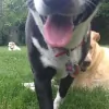 Wagging Tails Pet Sitting