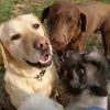 Wagg-n-Purr Retreat