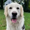 Just Paws Dog Walking & Pet Sitting