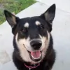 Love Your Pets Too