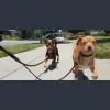 Cape Fear Pet Sitter