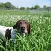 Sundance Kennels