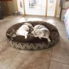 Friendly Paws Pet Care