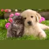 Precious Angels Pet Sitting Service
