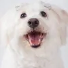 Lucy Goo Pet Sitting