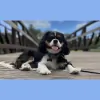Good Dog Camp