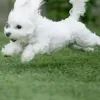 PAWS Of Brookhaven