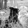 Canine Behavioral Specialists