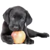 The Puppy Professor