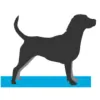 Bradley's Canine Education