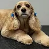 Mutz & Kutz Grooming
