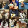 Allied Animal Hospital