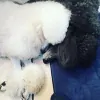 Kellys Dazzle Dog