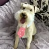 Haute Dog Pet Spa