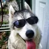 Sendaishi Pet Resort