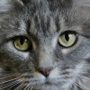 Furry Friends Pet Sitting
