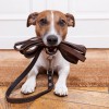 Palm Coast Pet Sitters