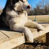 Comfy Critters Pet Services