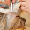 Dog Grooming of Winder