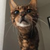 Cat Ladies Cat Sitting