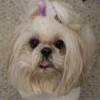 Pet Supplies Exporters