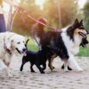 Top Dog Walking Services