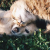 Happy Tails Personal Pet Sitting