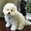 Happy Tails Dog Grooming