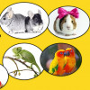 All Critters Great & Small