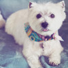 Haute Dog Pet Spa