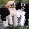 Higher Standard Poodles