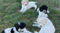 Dog Breeders of Standard Poodles