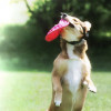 Pet Endeavors