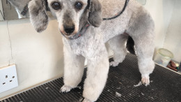 Toy poodle