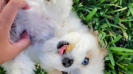 Space Coast Pet Services - Pet Care, Dog & Cat Sitting in Brevard County - Viera